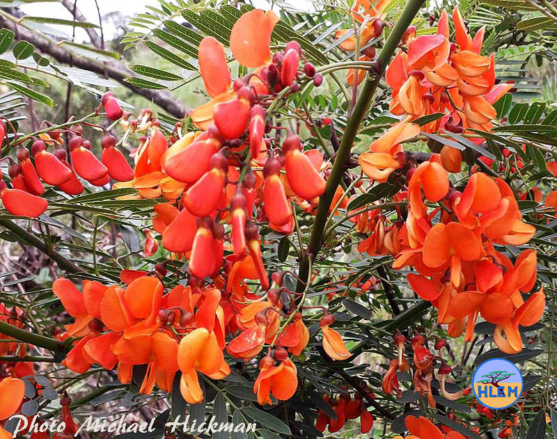 Flowers of Red sesbania Sesbania punicea NEMBA cat 1b alien invasive weed control HLEM Hlengiwe Luthuli Environmental Management (Pty) Ltd Durban KZN KwaZulu-Natal