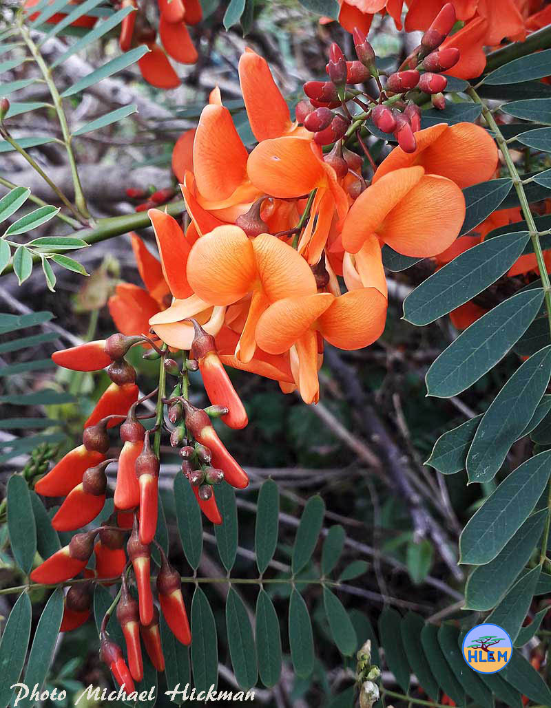 Close up photo of the partially un-opened flowers of Red sesbania Sesbania punicea   NEMBA cat 1b alien invasive weed control HLEM Hlengiwe Luthuli Environmental Management (Pty) Ltd Durban KZN KwaZulu-Natal