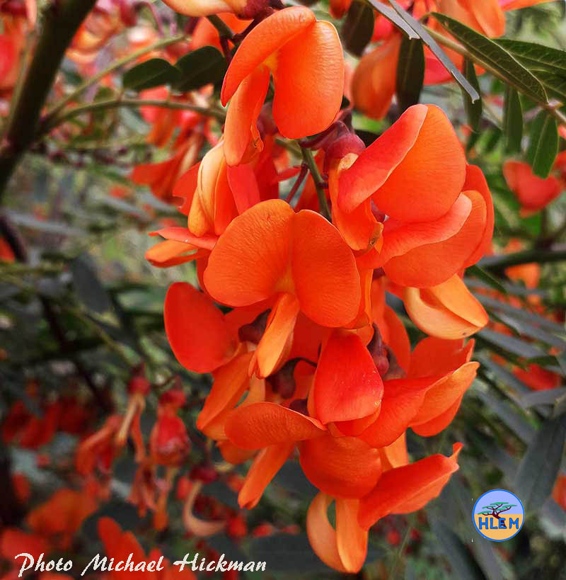 Close up photo of the flowers of Red sesbania Sesbania punicea NEMBA cat 1b alien invasive weed control HLEM Hlengiwe Luthuli Environmental Management (Pty) Ltd Durban KZN KwaZulu-Natal