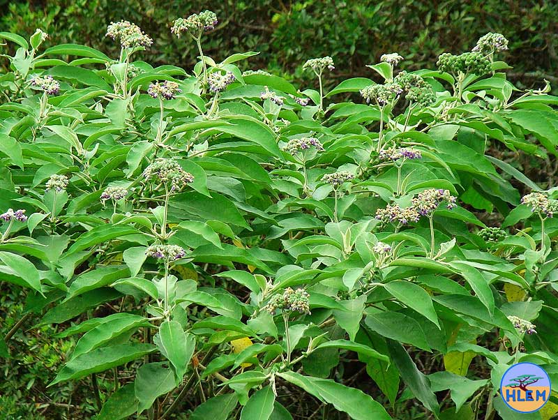 HLEM  Bugweed Solanum mauritianum  plant  NEMBA cat 1b alien invasive weed