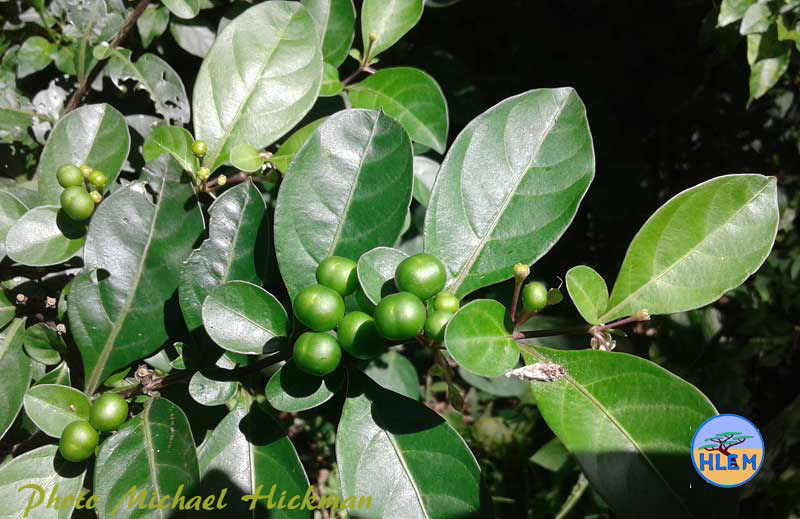 Unripe fruit of Jerusalem cherry Solanum pseudocapsium flower  NEMBA cat 1b alien invasive weed control 
 HLEM Hlengiwe Luthuli Enviromental management (pty) Ltd Durban KZN KwaZulu Natal South Africa