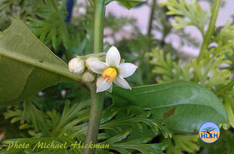 Flower of Jerusalem cherry Solanum pseudocapsium flower  NEMBA cat 1b alien invasive weed control HLEM Hlengiwe Luthuli Enviromental management (pty) Ltd Durban KZN KwaZulu Natal South Africa