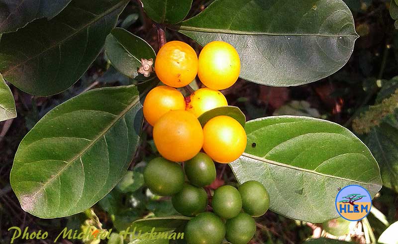 Ripe fruit of Jerusalem cherry Solanum pseudocapsium plant  NEMBA cat 1b alien invasive weed control 
 HLEM Hlengiwe Luthuli Environmental Management (Pty) Ltd Durban KZN KwaZulu Natal South Africa