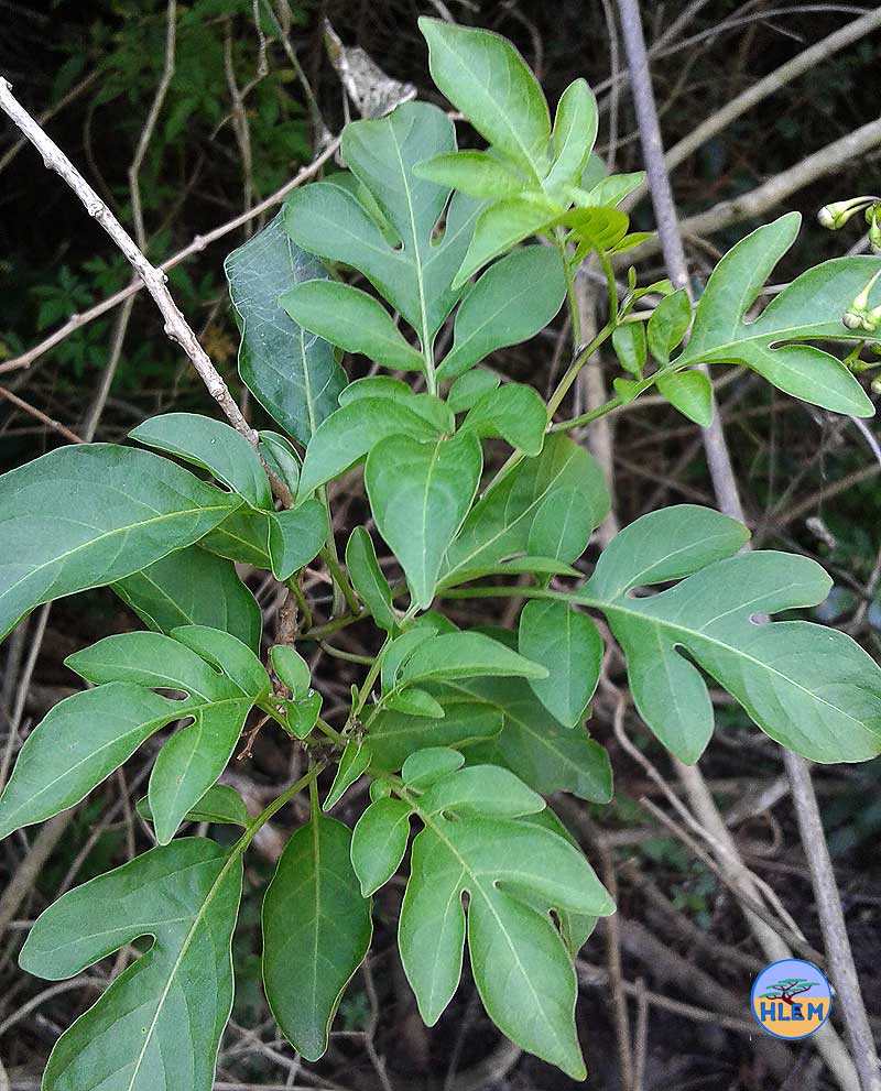HLEM Potato creeper Solanum seaforthianum showing fruit details NEMBA cat 1b alien invasive weed control durban South Africa