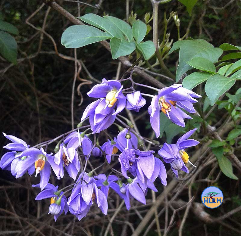 HLEM Potato creeper Solanum seaforthianum showing flower details NEMBA cat 1b alien invasive weed control durban