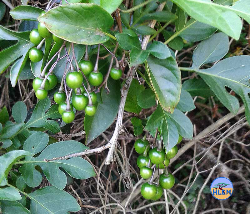 HLEM Potato creeper Solanum seaforthianum showing fruit details NEMBA cat 1b alien invasive weed control durban