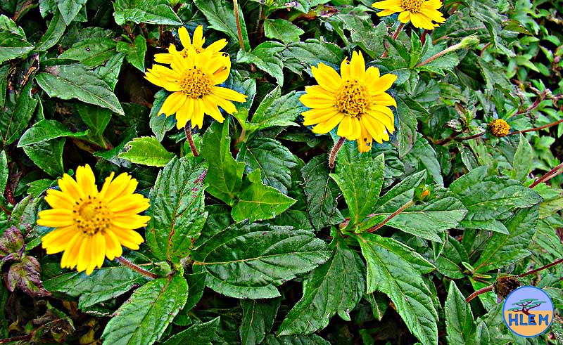 HLEM  Singapore daisy Sphagneticola trilobata flower plant  NEMBA cat 1b alien invasive weed