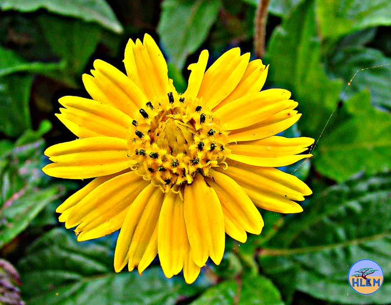 HLEM  Singapore daisy Sphagneticola trilobata flower NEMBA cat 1b alien invasive weed control durban
