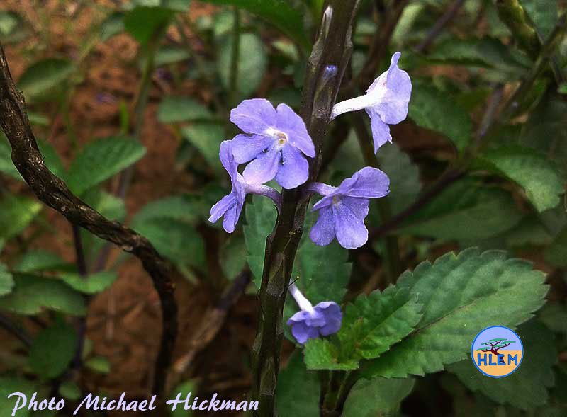 Flower of blue snake weed Stachytarpheta cayennensis NEMBA cat 1b alien invasive weed control HLEM Hlengiwe Luthuli Enviromental management (pty) Ltd Durban KZN KwaZulu Natal South Africa