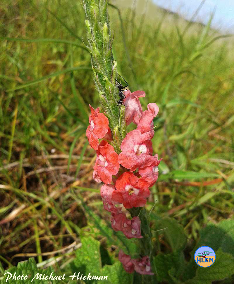 Flower Pink Stachytarpheta mutabilis NEMBA cat 1b alien invasive weed control HLEM Hlengiwe Luthuli Enviromental management (pty) Ltd Durban KZN KwaZulu Natal South Africa