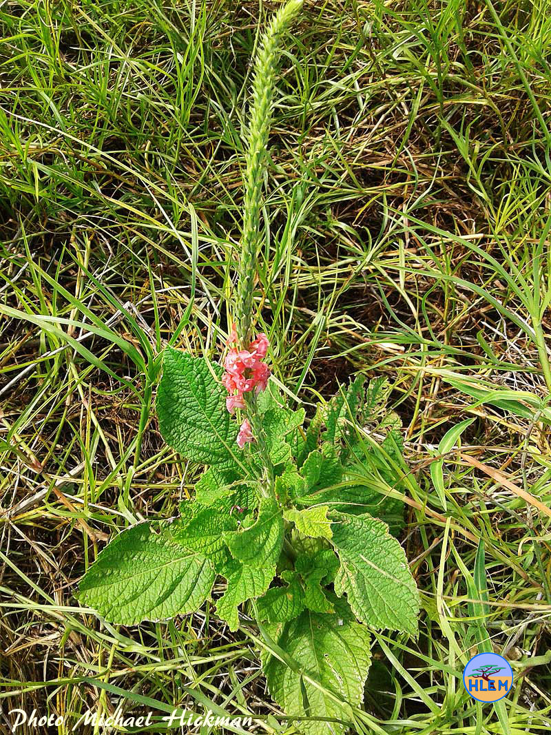 Pink snakeweed Stachytarpheta mutabilis seedling  NEMBA cat 3 alien invasive weed control