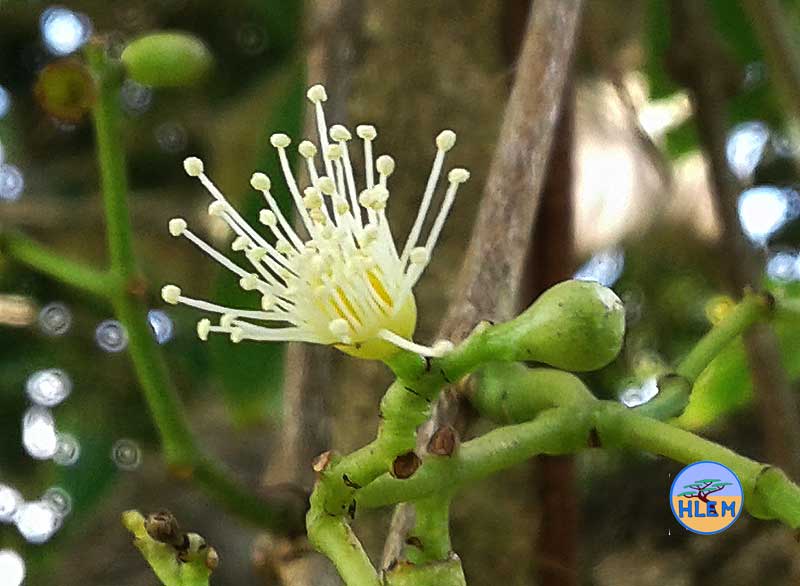 HLEM syzygium cumini jambolan flower NEMBA cat 1b alien invasive weed control durban