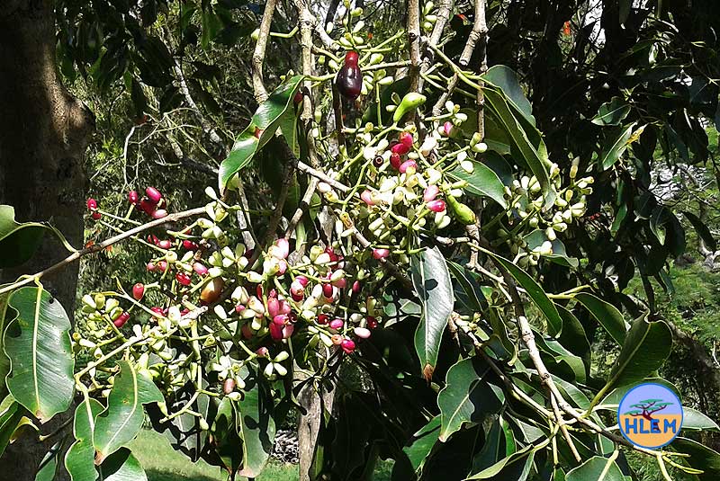 HLEM Jambolan Syzygium cumini fruit NEMBA cat 1b alien invasive weed control durban south africa