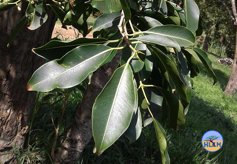 HLEM Jambolan Syzygium cumini leaves NEMBA cat 1b alien invasive weed control durban south africa