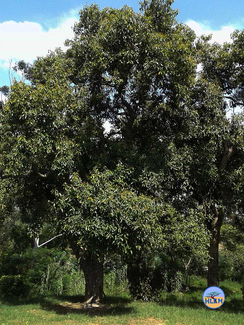HLEM Jambolan Syzygium cumini mature tree NEMBA cat 1b alien invasive weed control durban south africa
