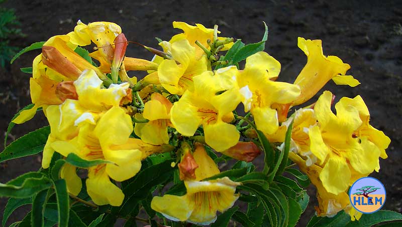HLEM Yellow bells Tecoma stans flowers   NEMBA cat 1b alien invasive weed control durban