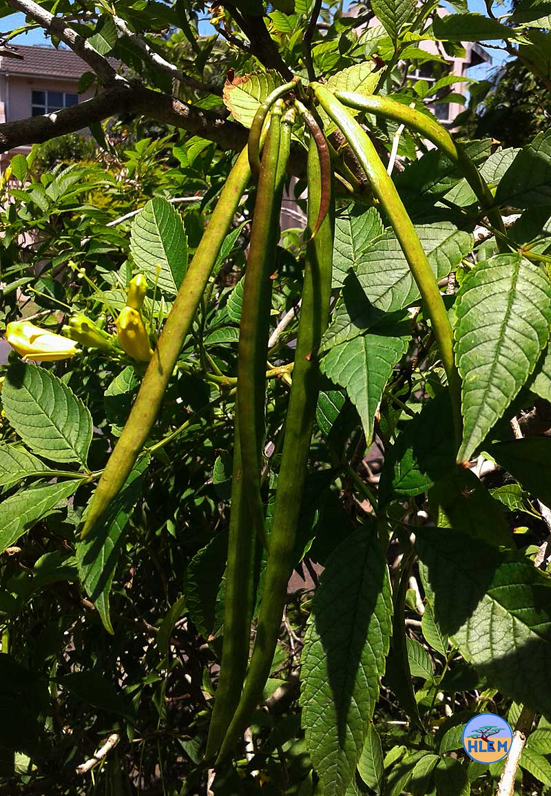 HLEM Yellow bells Tecoma stans unripe seed pods  taken Durban NEMBA cat 1b alien invasive weed control durban