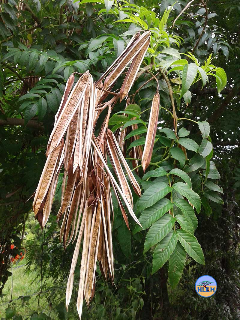 HLEM Yellow bells Tecoma stans dried seed pods  taken Durban NEMBA cat 1b alien invasive weed control durban South Africa