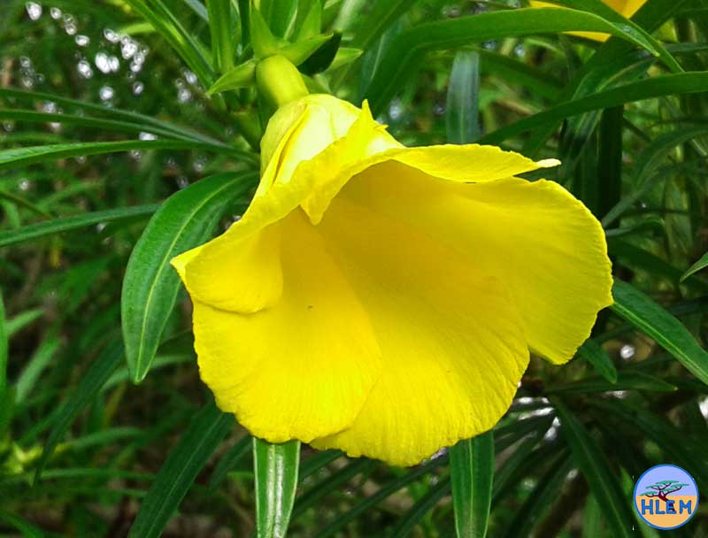 HLEM  Yellow Oleander Thevetia peruviana flower NEMBA cat 1b alien invasive weed control durban
