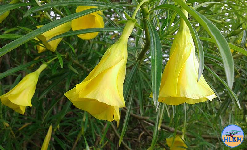 HLEM  Yellow Oleander Thevetia peruviana flower NEMBA cat 1b alien invasive weed control durban