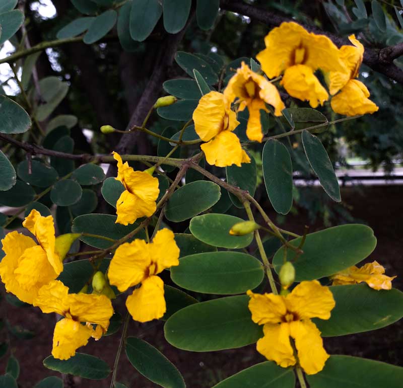 flower tipuana tipu rose wood nemba cat 3 invasive