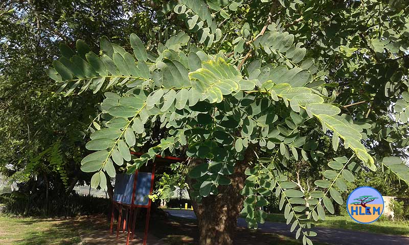HLEM Rosewood tipuana tipu leaves NEMBA cat 3 alien invasive weed control durban south africa