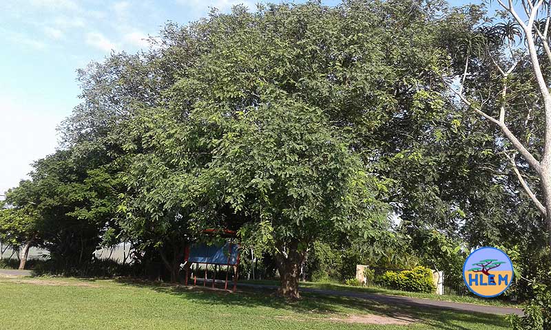 HLEM Rosewood tree Tipuana tipu NEMBA cat 3 alien invasive weed control durban south africa
