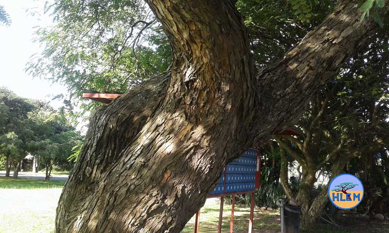 HLEM Rosewood Tipuana tipu trunk NEMBA cat 3 alien invasive weed control durban south africa