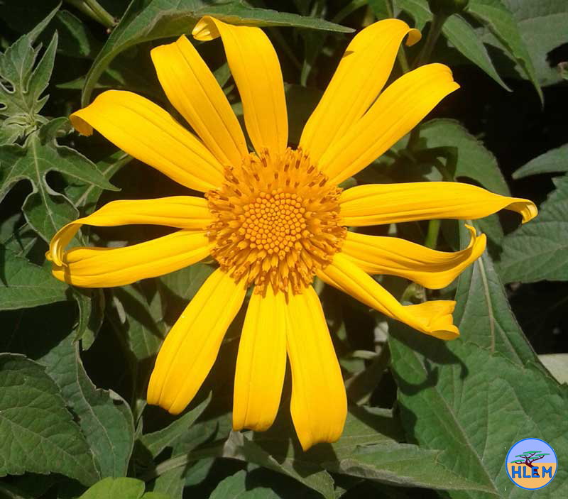 HLEM  Mexican sunflower Tithonia diversifolia flower NEMBA cat 1b alien invasive weed control durban