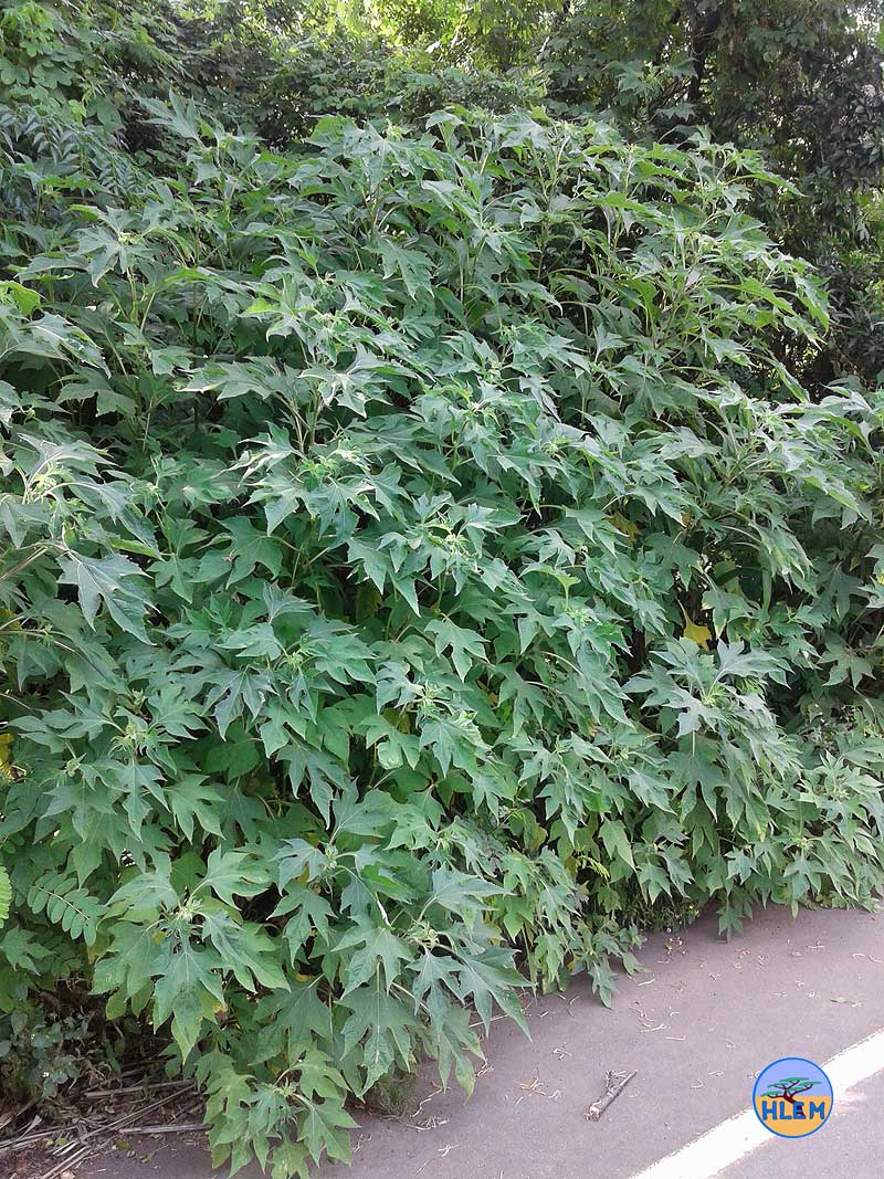 HLEM  Mexican sunflower Tithonia diversifolia thicket next to road  NEMBA cat 1b alien invasive weed Durban kwazulu natal south africa