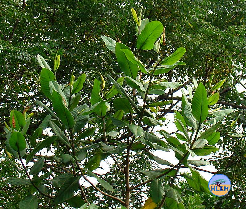 wing the leaves and stems. This tree is a NEMBA 1a invasive alien