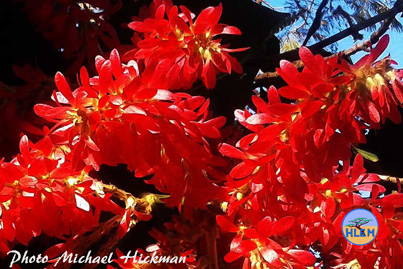 HLEM close up photo of the flowers of the Ant tree Triplaris americana NEMBA cat 1a alien invasive weed control Durban KZN South Africa