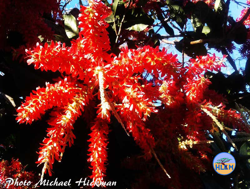 A photo of the inflourescens of the Ant tree Triplaris americana flowering in Durban in the month of June in Durban KZN South Africa