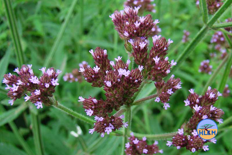HLEM Brazilian verbena Verbena bonariensis flowers  NEMBA cat 1b alien invasive weed control durban