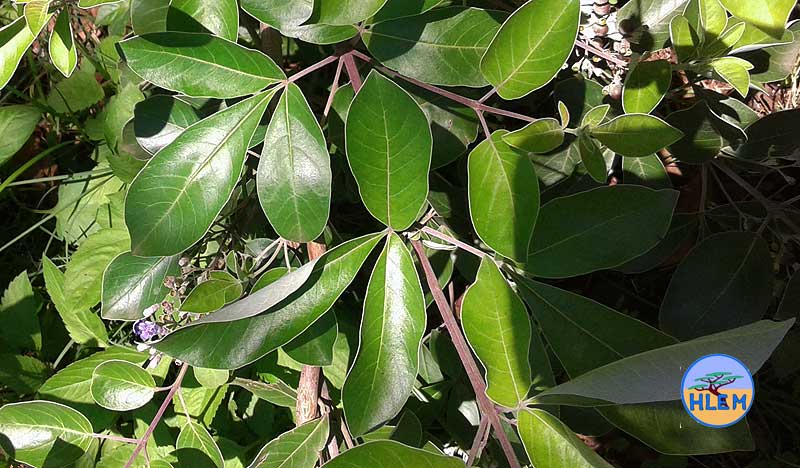 HLEM Indian three-leaf vitex Vitex trifolia  leaf NEMBA cat 1b alien invasive weed Durban South Africa