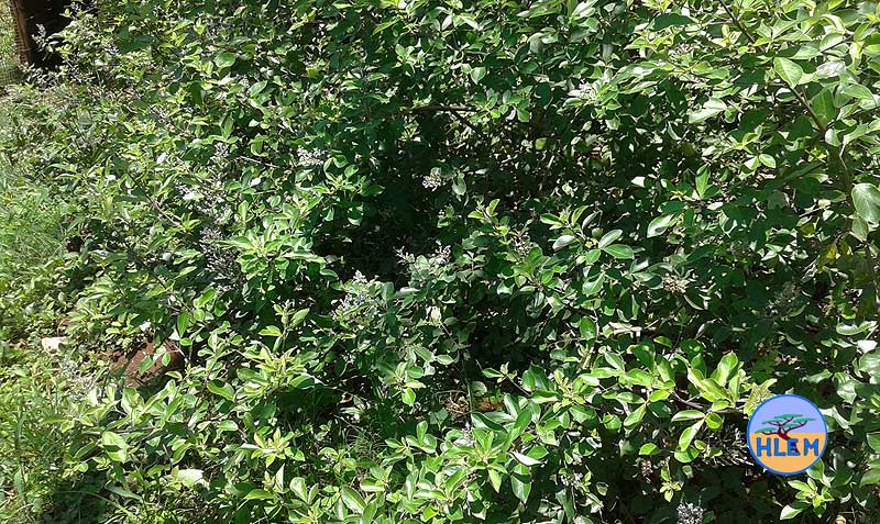 HLEM Indian three-leaf vitex Vitex trifolia plant NEMBA cat 1b alien invasive weed Durban South Africa