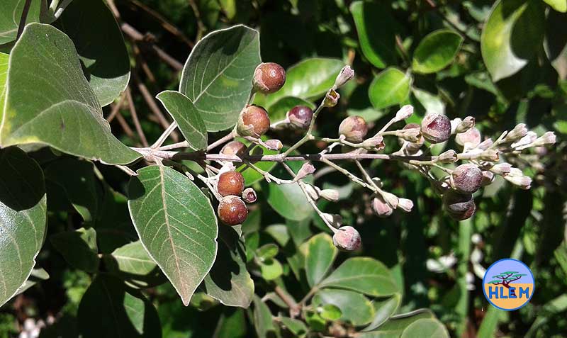 HLEM Indian three-leaf vitex Vitex trifolia  seed capsule  NEMBA cat 1b alien invasive weed Durban South Africa