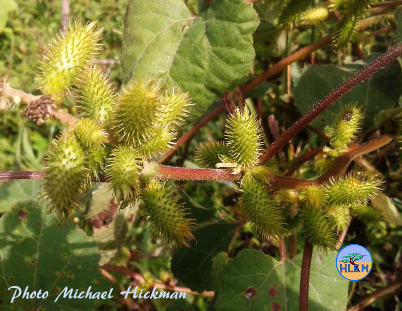 Large cocklebur Xanthium strumarium showing unripe seed pods NEMBA cat 1b HLEM Hlengiwe Luthuli Environmental Management (Pty) Ltd alien invasive weed control Durban KZN South Africa