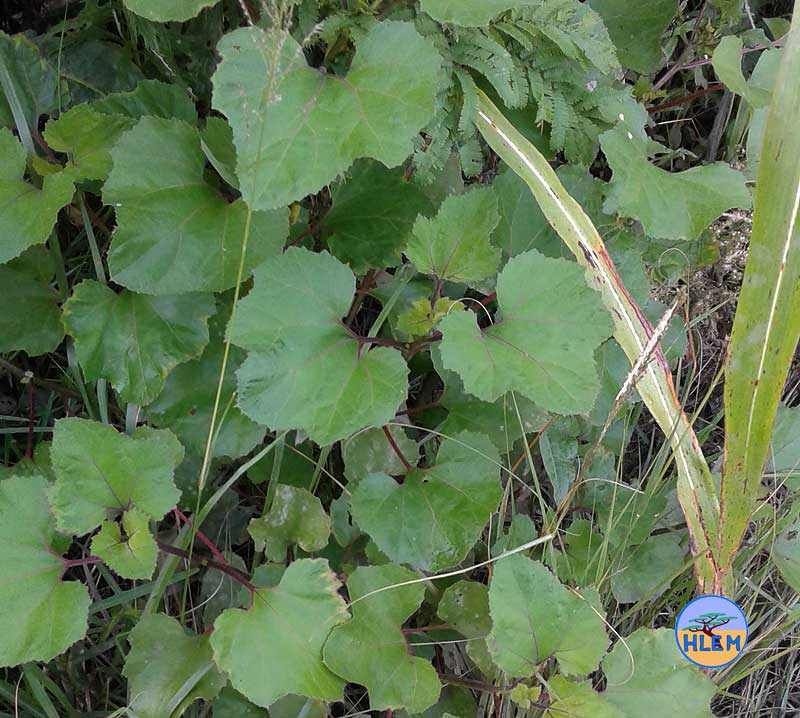 HLEM Large cocklebur Xanthium strumarium showing leaf details NEMBA cat 1b alien invasive weed control durban south africa